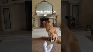 My Dog Sings The Blues - Funny Pets