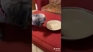 Pretend to put your dog on a diet challenge tiktok