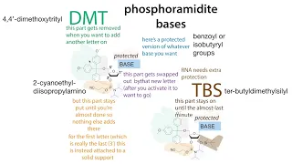 Solid state oligonucleotide synthesis (phosphoramidite method)