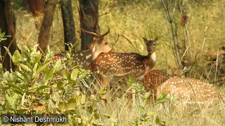 Spotted Deer - A Rare Moment !!!