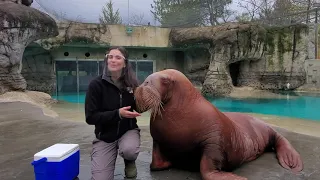 How Big is a Walrus?