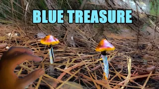 Picking WILD MAGIC MUSHROOMS in Australia