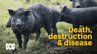 Damage, death & disease: devastating effects of wild boars 🐗 | Meet the Ferals Ep 7 | ABC Australia