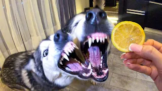 РЕАКЦИЯ ХАСКИ НА ЛИМОН / My Husky Reacts to Trying Lime