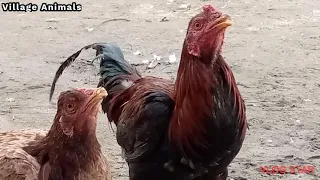 Amazing Rooster 🐓Meeting | Village Animals |