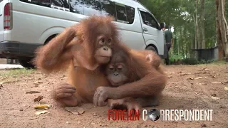 Saving Baby Orangutans From Smuggling | Foreign Correspondent