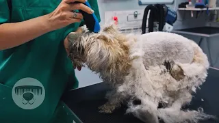 This DOG was in HORRIBLE condition! But, we gave him a second chance...