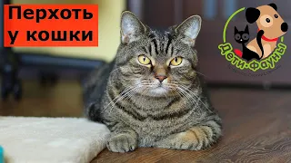 Перхоть у кошки, 7 основных причин