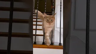 Funny cats compilation 😂#animals #cats #new I found this videos on Instagram (thanks to the authors)