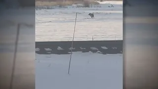 RAW: Colorado rancher captures video of gray wolf