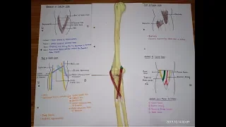 Cubital fossa