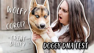 Dog's *SHOCKING* DNA Test Results... BREED REVEAL!!