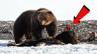 Страшный  Медведь-Людоед