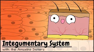 Integumentary System