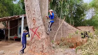 Vua Khỉ Cưa Cây Dầu Quá Khủng. Saw a giant Dipterocarpus alatu tree