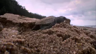 Baby Turtle Swimming Frenzy | Nat Geo Wild