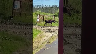 Медведь напал на лося ( 3 видео)