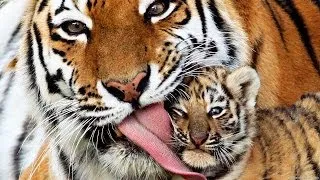 Wildlife of Tigers Siberian Tiger Documentary National Geographic Animals Full New HD - The Best Doc