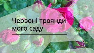 Червоні та темно-червоні троянди мого саду