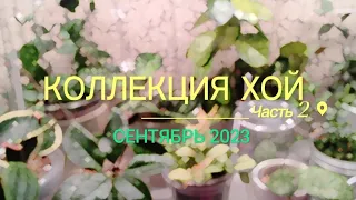 Хойя. Часть 2. Обзор моей коллекции растений. Сентябрь 2023.