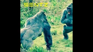 Joey Badass Type Beat | "Gorillas and Apes" | East Coast Instrumental