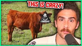 This Red Cow Conspiracy Theory is INSANE | Hasanabi Reacts