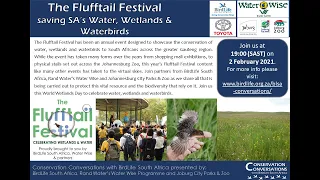 Conservation Conversations: The Flufftail Festival: saving SA's water, wetlands & waterbirds(2Feb21)