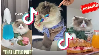 Подборка Tiktok 2022: Веселые коты готовят еду 😺"That Little Puff" #6