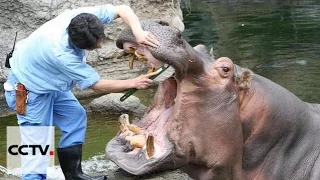 Hippo in Osaka's zoo enjoys teeth-cleaning service