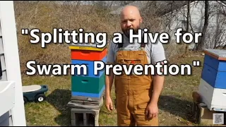 Beginner Beekeeping: Splitting a Hive for Swarm Prevention