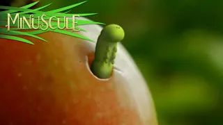 Minuscule - Les Vers Sont dans la PommeThe Apple of Concord (season 1)_R