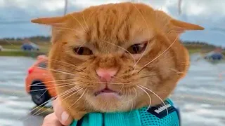 ПРИКОЛЫ С ЖИВОТНЫМИ ДО СЛЕЗ / Смешные КОТЫ 2021 / Приколы с КОТАМИ / Funny ANIMALS video #23