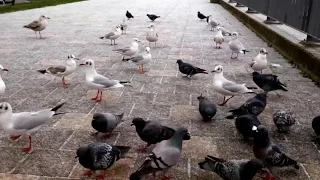 Möwe gegen Taube / Seagull against pigeon