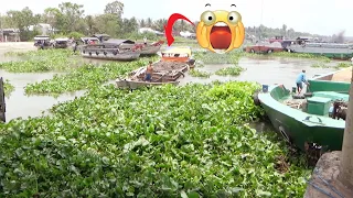 [641] Water hyacinth is a major obstacle for boats passing through the dam's gate