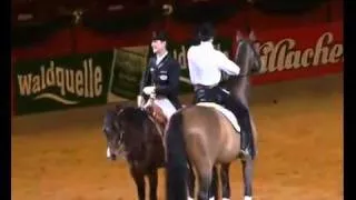 Dressage vs Western, Horses