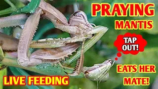 Praying Mantis eats her Mate