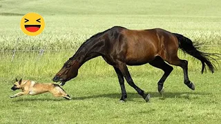 Made your day with these funny and cute Horse Videos Compilation #3