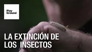 Cada vez hay menos insectos en el Planeta y los humanos somos los responsables