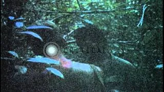 11th Armored Cavalry Regiment of the US Army in a forest in Cambodia. HD Stock Footage