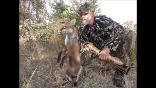 Hunting foxes with a recurve bow
