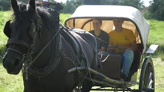 Driving draft horse Gloria with the single line in a splendid environment