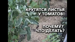 Крутятся листья у томатов!!! Почему? И что делать?