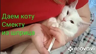 Даем кошке лекарство (Смекта) из шприца. Как и зачем?