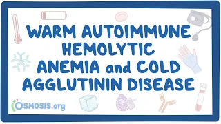 Warm autoimmune hemolytic anemia and cold agglutinin (NORD)