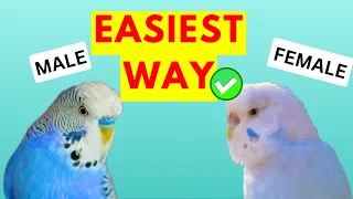 Uncover The Simple Secret To Identifying Budgies Gender!