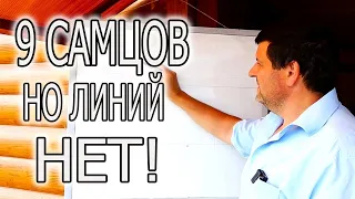 ЛИНИЯ В КРОЛИКОВОДСТВЕ! КАК РАБОТАЮ Я.