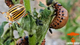 How to manage the Colorado Potato Beetle [] Potato Bug