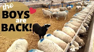 How We Breed Our Sheep In-Season (NATURALLY): Vlog 177