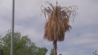 90% of Austin's palm trees are dead after winter storm, city beginning massive clean up