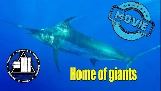 Blue Marlin fishing - BIG GAME fishing (Portugal, Azores)